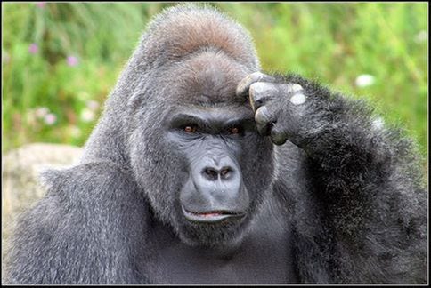 Great Gorilla Quiz