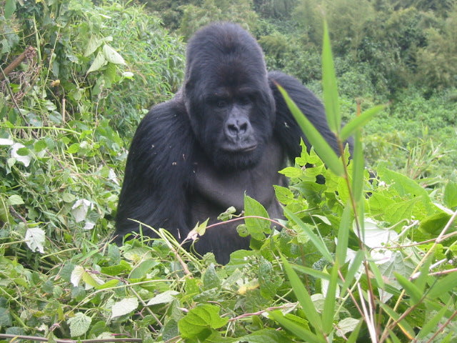 Mishaya Bwindi silverback